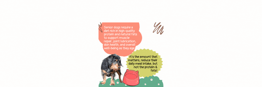 Senior Dog Nutrition!