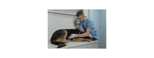 Pancreatitis in Dogs: Myths and Facts