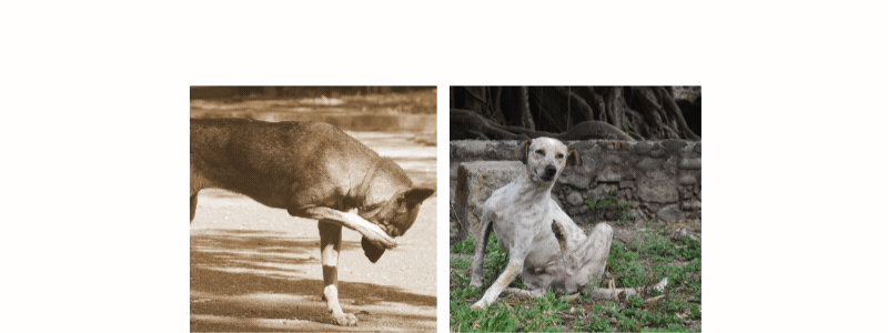 Addressing Canine Itchiness Holistically: A Comprehensive Approach
